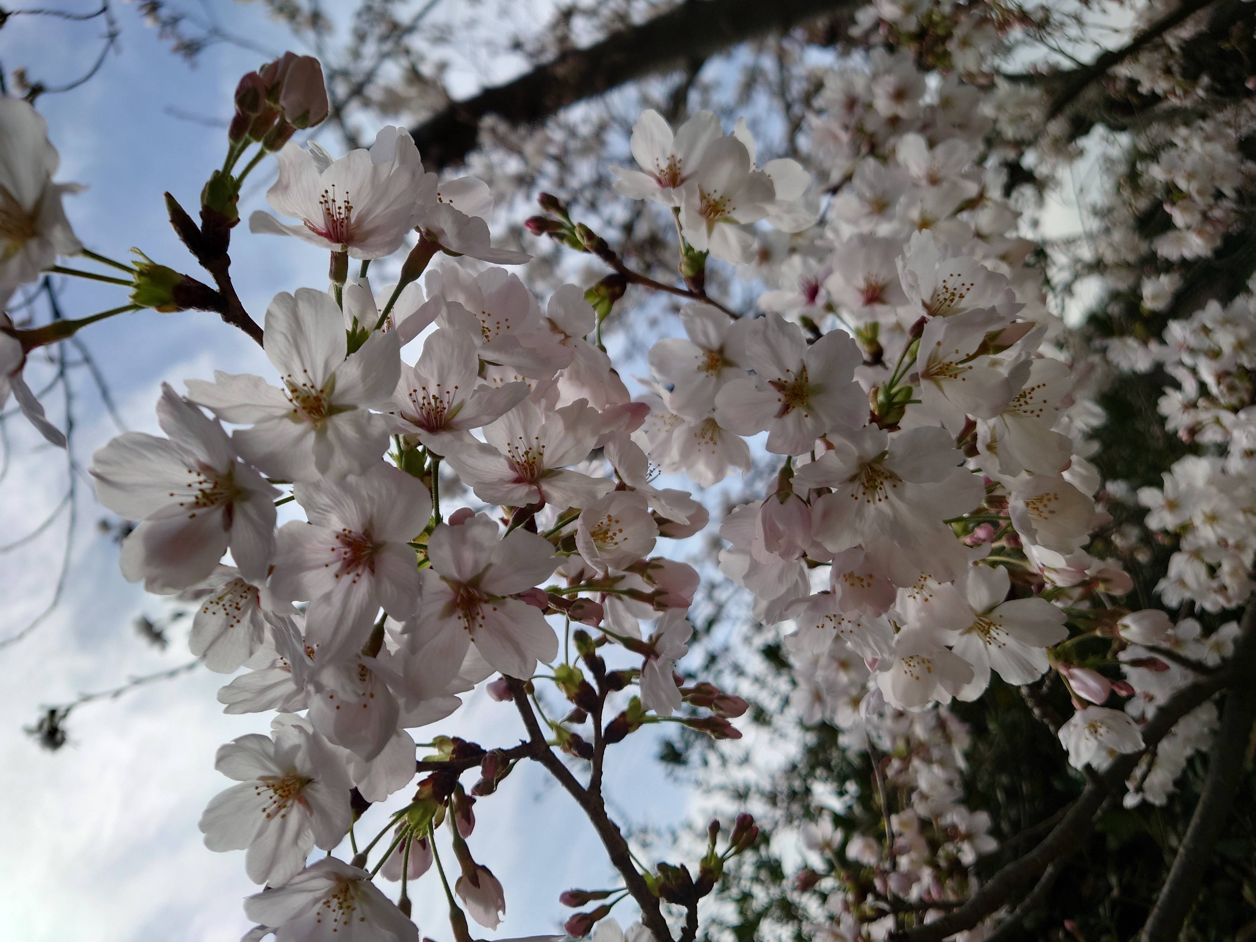 まお（OLコース）