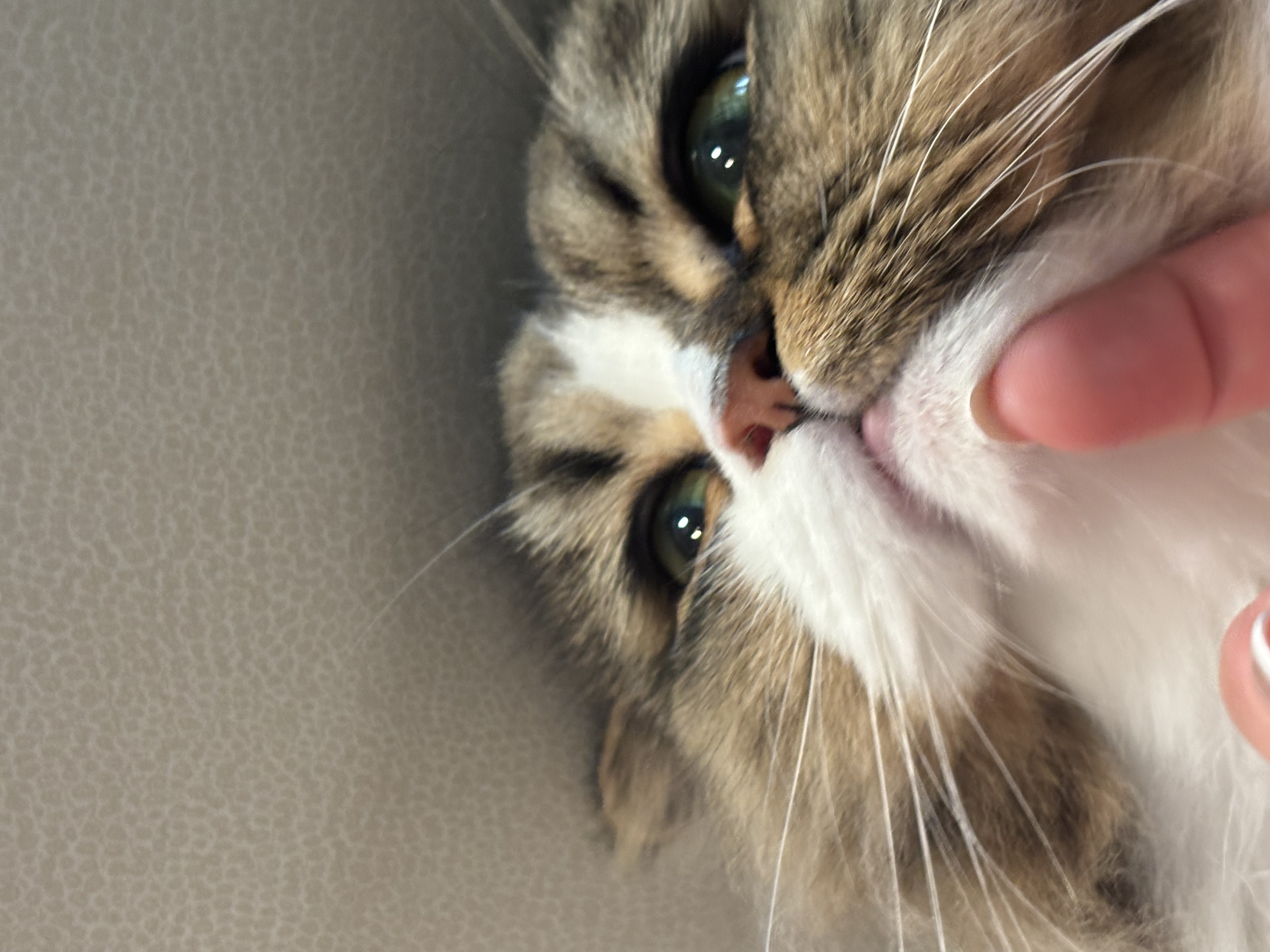 めめ（ＯＬコース）